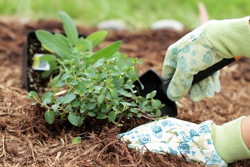 Inspection of a pruned shrub during a complaint review