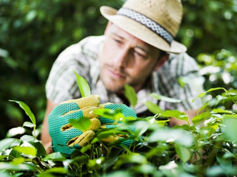 Eco-friendly tree lopping service in Ealing